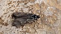 Dasystoma salicella ♂ - Blueberry leafroller (male) (47998851337).jpg