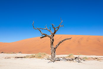 Acácia (Vachellia erioloba) morta em Dead Vlei (do inglês dead 'morto' e do africâner vlei como um termo coletivo para o leito seco de um rio do deserto), também escrito Deadvlei, é uma pequena depressão de argila cercada por dunas no Mar de Areia do deserto do Namibe, na Namíbia. Deadvlei faz parte do Parque Nacional Namib-Naukluft e, estando nas proximidades de Sossusvlei, ao norte e leste, é comercializado como geoturismo. (definição 8 078 × 5 399)