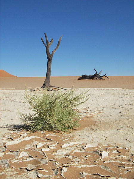 File:Dead Vlei (134616896).jpg