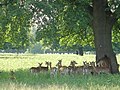 Deer sheltering from the noon day sun - geograph.org.uk - 17326.jpg