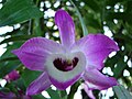 Dendrobium nobile, Jardin botanique de l'université de Zurich, Suisse