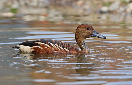 Dendrocygna bicolor (Fulvous Whistling Duck)