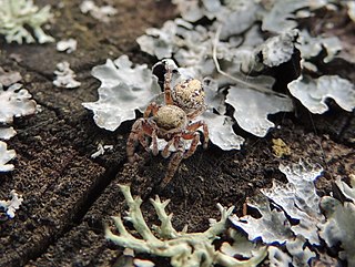 Dendryphantes hastatus