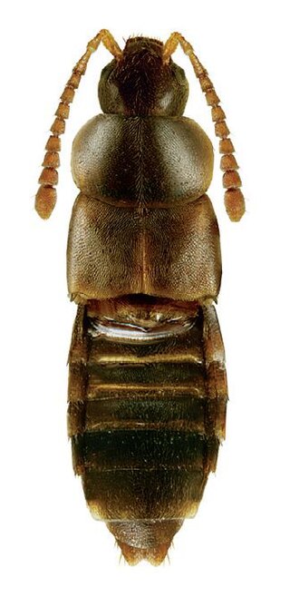 <i>Devia</i> (beetle) Genus of beetles