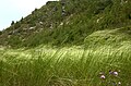 Kavyl vláskovitý (Stipa capillata)