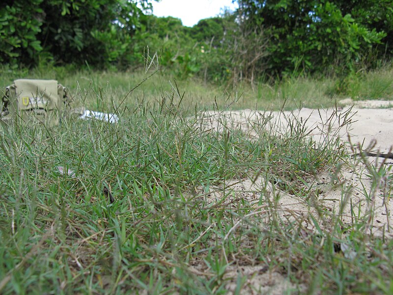 File:Digitaria didactyla habit5 (7066356773).jpg