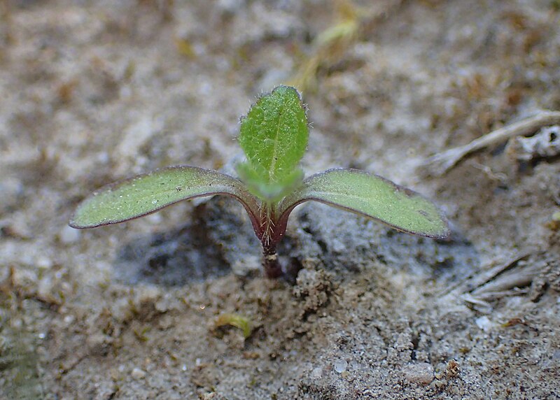 File:Dipsacus pilosus kz09.jpg