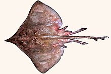 Dipturus nidarosiensis.jpg