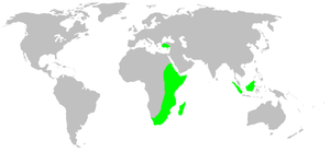 Distribution.phyxelididae.1.png