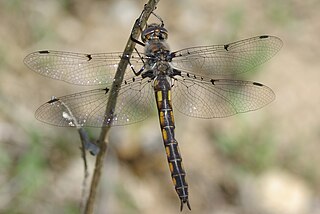 <span class="mw-page-title-main">Dot-winged baskettail</span> Species of dragonfly