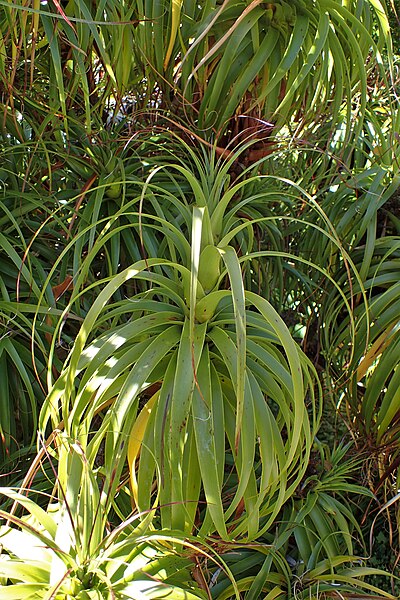 File:Dracophyllum traversii kz06.jpg