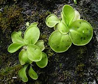 Pinguicula conzattii