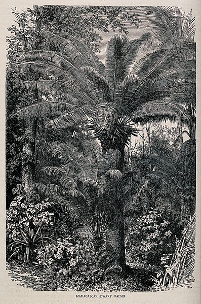 File:Dwarf palms in a Madagascarn rainforest. Wood engraving, c. Wellcome V0043203.jpg