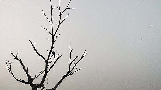 Dying tree near fort kochi beach kerala