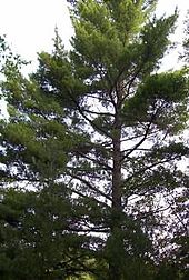 Eastern white pine, a cultural keystone species for the Kitcisakik Algonquin community EasternWhitePine23.jpg