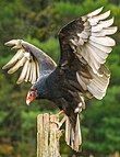 A living Cathartes aura, or turkey vulture Eastern Turkey Vulture (Canada).jpg