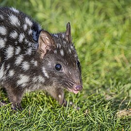 Eastern quoll (Dasyurus viverrinus) black morph head Esk valley.jpg