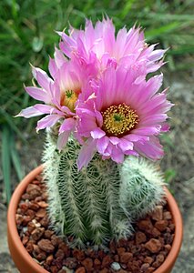 Эхиноцереус жестчайший Echinocereus rigidissimus