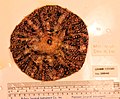 Echinoidea (USNM 1151585).jpeg