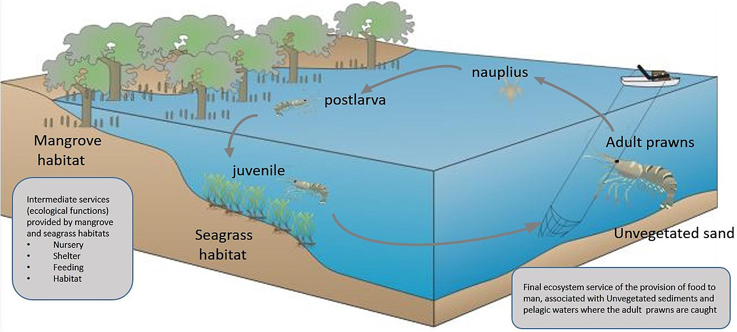 Ecosystem services provided by a vegetated coastal ecosystem.jpg