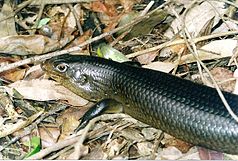 Giant Spiked Skink no Parque Nacional Watagans