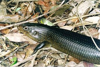 Watagans National Park Protected area in New South Wales, Australia