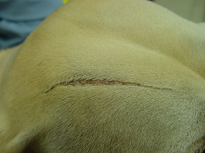 EDS in same dog showing an atrophic scar