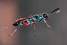 Emerald hamamböceği Wasp.JPG