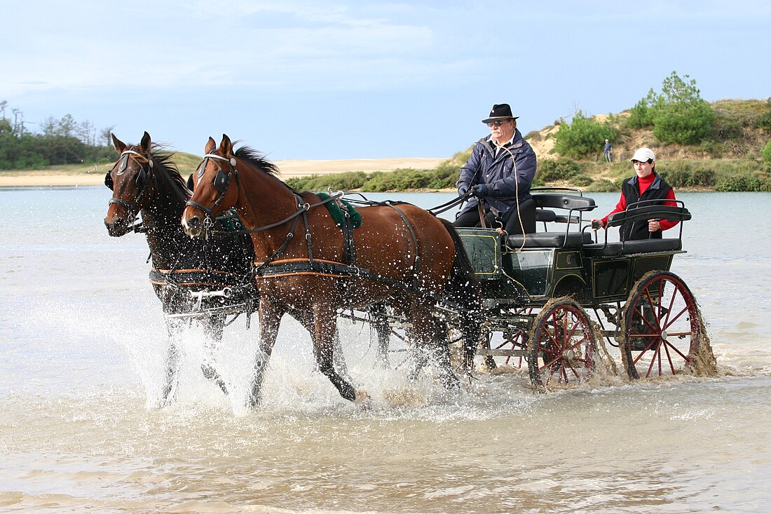 Attelage (équitation)