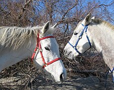 Capetele a doi cai de culoare gri deschis, unul purtând un halter roșu și celălalt un halter albastru.