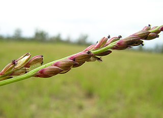 <i>Entolasia</i> Genus of grasses