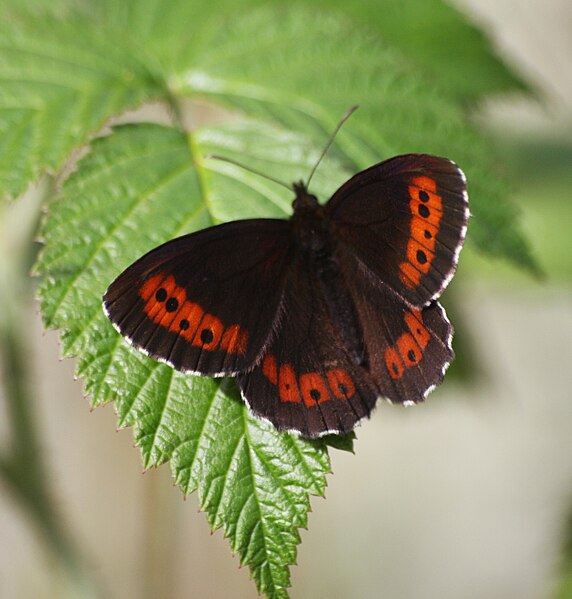 File:Erebia ligea IMG 9428 sandbukta.JPG