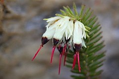 Erica recurvata00a.jpg