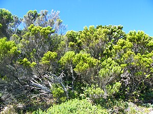 Kaapse Boomheide