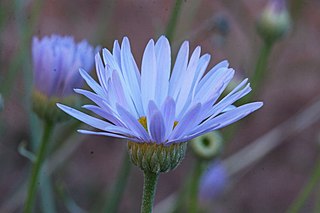 <i>Erigeron utahensis</i> Species of flowering plant