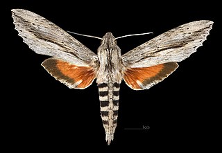 <i>Erinnyis ello</i> Species of moth