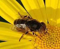 Eristalinus aeneus (Syrphidae)