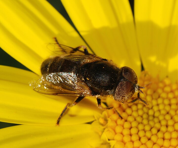 File:Eristalinus February 2008-1.jpg