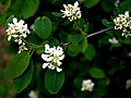 Erlenblättrige Felsenbirne (Amelanchier alnifolia)