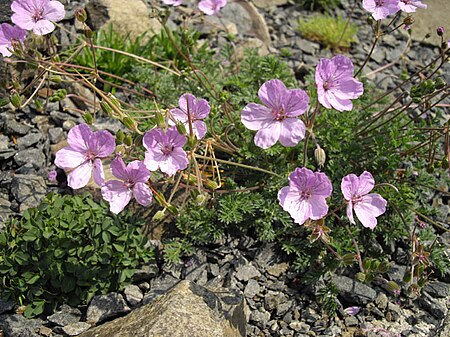 Tập_tin:Erodium_absinthoides_2.JPG