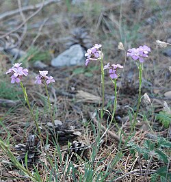 Erysimum popovii.jpg