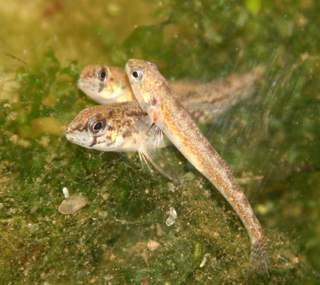 <i>Etheostoma exile</i> Species of fish