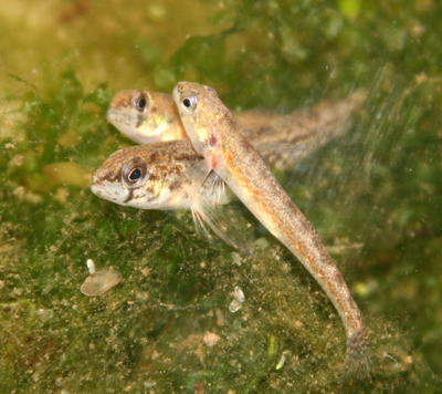 تبعید اتئوستوما - Iowa Darter.png