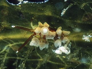 <i>Eubranchus inabai</i>