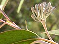 Eucalyptus stenostoma buds & leaf.JPG