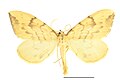 Eulithis pyraliata SLU.JPG