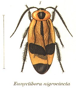 Eunyctibora nigrocincta (Shel1908-01).jpg