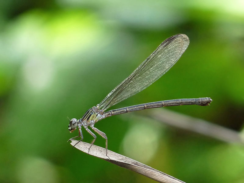 File:Euphaea fraseri female at Kadavoor.jpg