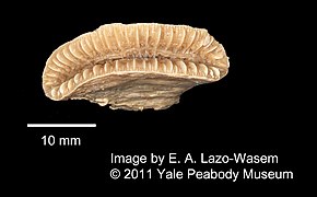 Descrição da imagem Euphyllia spheniscus (YPM IZ 000716.CN) .jpeg.