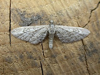 <i>Eupithecia nanata</i> Species of moth